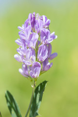 Purple flowers in the field.