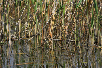 bulrush, bulrush background, green background, plant, summer spring, body of water, lake, water,