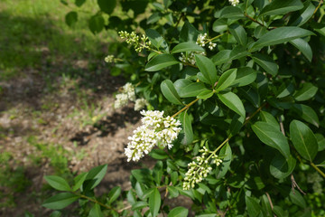 Closed buds and white flowers of Ligustrum vulgare in May