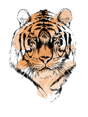 Tiger with brush stroke vintage line illustration