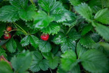 small strawberries on a bush in a garden