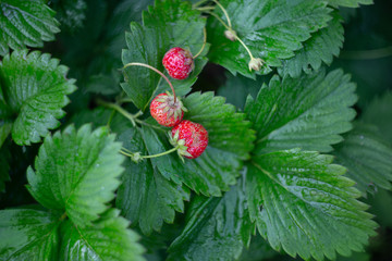 small strawberries on a bush in a garden