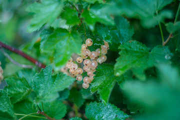 white currant berries on a bush in a garden