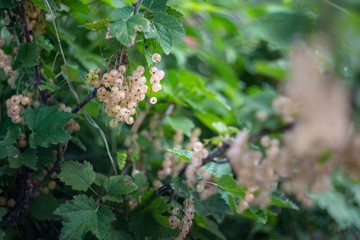 white currant berries on a bush in a garden
