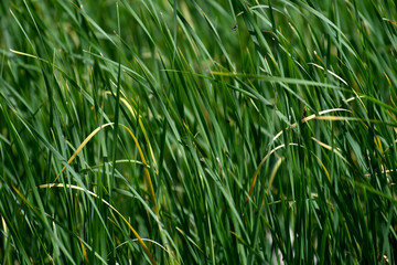 bulrush, bulrush background, green background, plant, summer spring, body of water, lake, water,