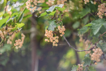 white currant berries on a bush in a garden