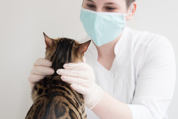 The cat is on the table in front of the veterinarian. The doctor carefully examines and feels the...
