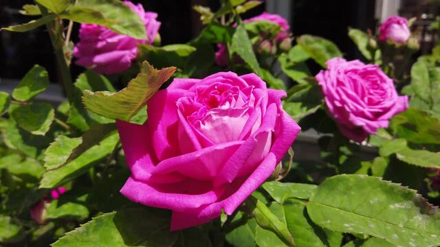 Garden spray pink rose. Close-up.