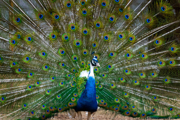 Obraz premium Close up of colorful peacock tail feathers. Majestic pheasant mating ritual at the bird farm.