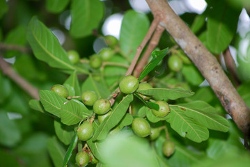 Fruits