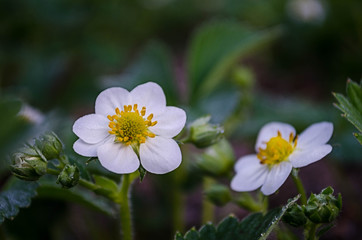 Strawberries blooming in the garden.