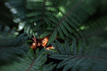 symmetrically arranged fern leaves