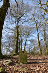 Fototapeta premium Alter Grenzstein im Nationalpark Hunsrück-Hochwald