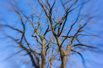 tree branches with blurry edges without leaves