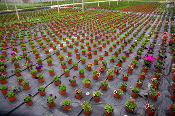 Potted petunia in hothouse