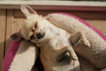 Closeup portrait of small funny beige mini chihuahua dog, puppy laying in dog bed