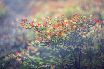 bright autumn colored leaves on a blueberry bush