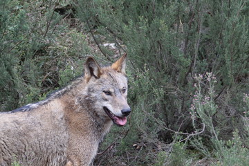 Beautiful iberian wolves in the mount playing in herd preparing the Hunt