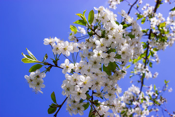 A branch of cherry blossoms against a blue sky in clear spring weather