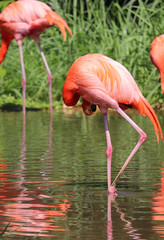 A pink and red Greater flamingo bird standing and chilling