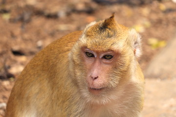 Sergeant Golden monkey, Golden macaque with Awesome eyes