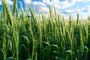 Obraz premium green wheat field on blue sky background