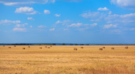 Obraz premium agricultural field with hay bales in the summer