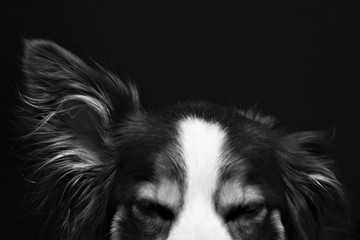 Dog closeup