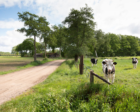horned cows in green meadow between Ede and Lunteren in the netherlands