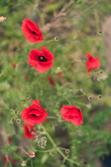 poppy flowers in the field