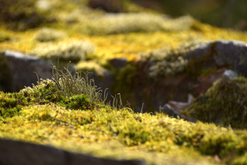 Nationalpark Hunsrück-Hochwald, Mörschieder Burr