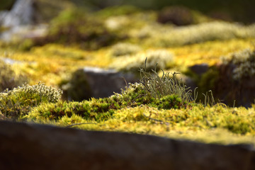 Nationalpark Hunsrück-Hochwald, Mörschieder Burr