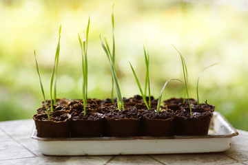 vegetation sprout in peat pot ready for planting in vegetable garden