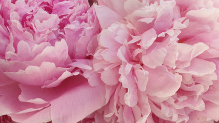 Closeup peony rose flowers macro floral pink peonies background © Heynicepictures