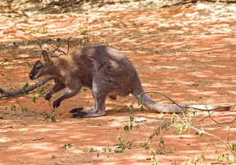 Red-necked Wallaby - Macropus rufogriseus, popular mammal from Australian bushes and savannas.