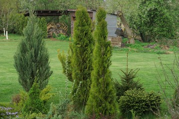 green coniferous decorative trees in the grass on the lawn in the garden outside