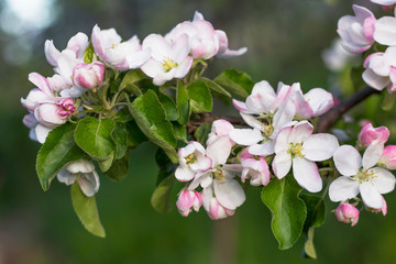 branch of a blooming Apple tree on a green background of the garden