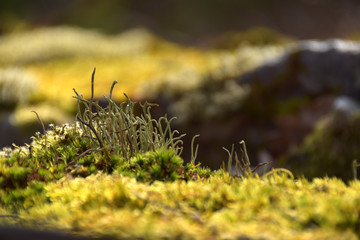 Nationalpark Hunsrück-Hochwald, Mörschieder Burr