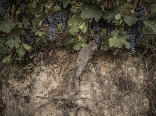 roots of nebbiolo vine with grapes © marcello