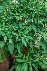 Vegetables