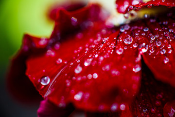 Wide floral background with raindrops on the red petals of a pansies flower 