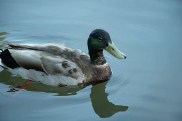 Ente schwimmt im fluss