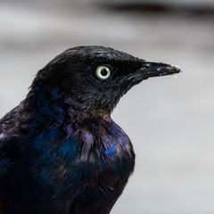 Rüppell's starling Lamprotornis purpuroptera, adult staring, Serengeti, Tanzania, January 2020