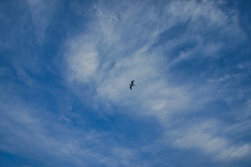 seagull in the sky