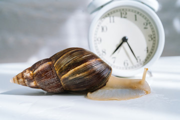 White achatina snail with dark shell crawling near white alarm clock on white background with shadow. Clock and giant african snail Achatina fulica on table. Deadline concept and slow current time.