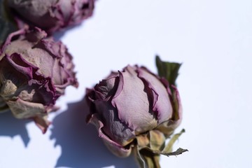 Obraz premium 薔薇のドライフラワー