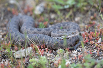 Vipera latastei a poisoneus viper of southern Europe