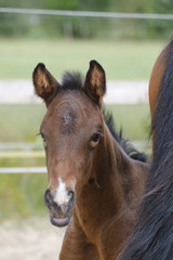 Close-up of a little brown mare foal, the foal looks from behind the mother's tail