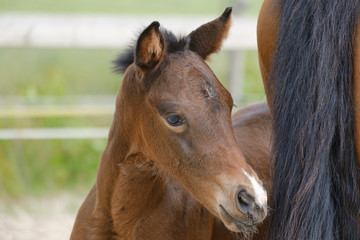 Close-up of a little brown mare foal, the foal looks from behind the mother's tail