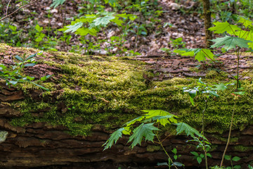 fallen tree in forest © Piotr